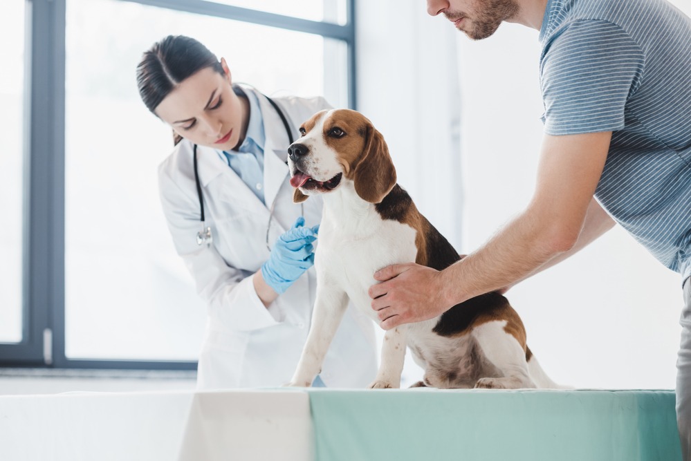 Best Veterinary Services Near Your Area
